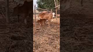 البقرة البلدي و عجلها