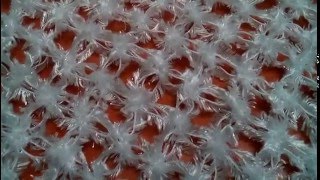 Соломоновые петли крючком. Урок1. Crochet: Solomon's knot