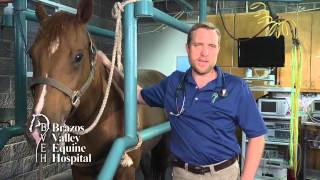 Equine Lameness Exam