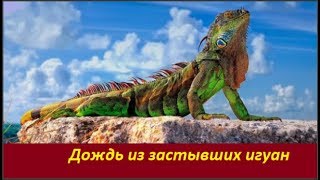 Дождь из застывших игуан  № 1824