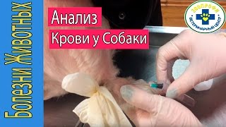 Взятие Анализа Крови у Собаки