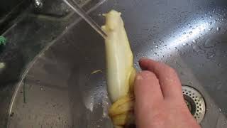 Любит ли купаться улитка ахатина?