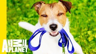 How To Make The Most Of The Great Outdoors With Your Pet!