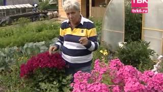 Советы тети Тани. Гибридные флоксы