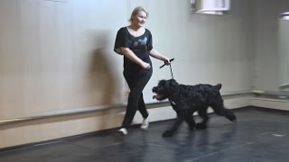 Русский черный терьер. Хендлинг.Знакомство
