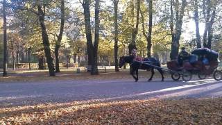 Хромая лошадь в Павловском парке.