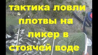 ТАКТИКА ЛОВЛИ ПЛОТВЫ НА ПИКЕР В СТОЯЧЕЙ ВОДЕ