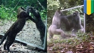 Зверушки смотрятся в зеркало, установленное фотографом в джунглях