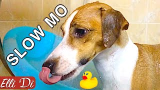 САМЫЕ ЭПИЧНЫЕ МОМЕНТЫ В МЫТЬЕ СОБАКИ | SLOW MO СОБАКА | Elli Di Собака
