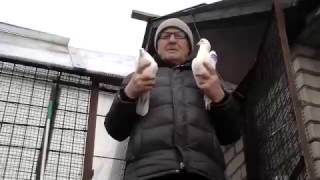 Иранские бойные голуби ( в гостях у деда ) Iranian  Pigeons (Анатолий Бородулин ,  Липецк, Россия )