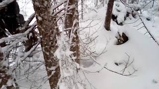 Охота с Русским пегим Верным 2017 18год