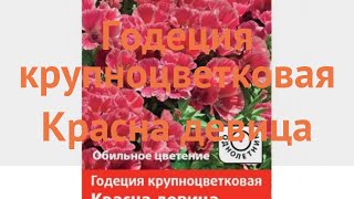 Годеция крупноцветковая Красна девица ? обзор: как сажать, семена годеции Красна девица