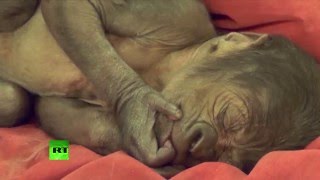 Baby gorilla born by rare C-section at Bristol zoo
