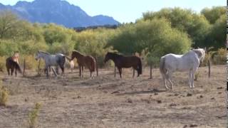 Patagonia y Destinos Buch Cassidy en Cholila mp4