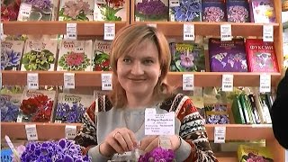 ДФ.Как раскрыть потенциал фиалки. Н.Чистякова