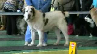 Выставка среднеазиатских овчарок, 07.02.09, Новосибирск