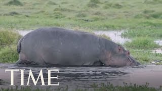 Tourist Killed, Another Injured In Kenya Hippo Attack | TIME