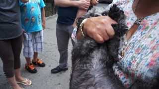 Pitbull Attack (Graphic)