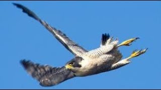 Сапсан любит голубей Артема. Peregrine Falcon loves Artem pigeons.