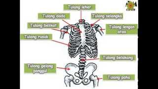 rangka badan Manusia