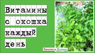 Витаминная зелень на окне. Просто и экономично.