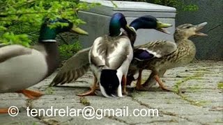 Canard colvert - Parade printanière-