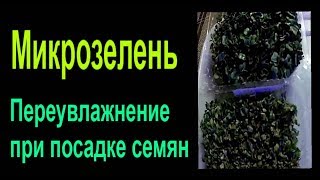 Выращивание микрозелени. Как влияет переувлажнение на прорастание семян?