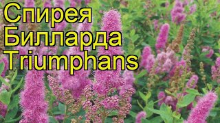 Спирея билларда Триумфанс. Краткий обзор, описание характеристик spiraea x billardii Triumphans