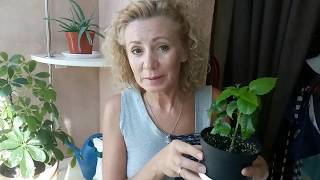 Как прижились цветы после пересадки/ Замиокулькас/ Спатифиллум/ Шеффлера