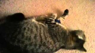 Cat plays with lace panties: Priceless