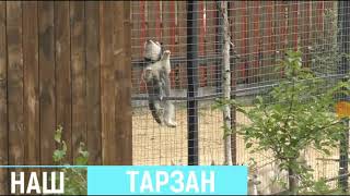 Тарзан