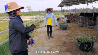 สูตรการให้อาหารวัวขุน ฟาร์มบ้านนาบ้านเรา|CHATGAN FARM