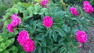 Плоскорез Фокина и смешанные посадки.