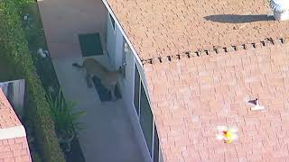 Raw: Mountain Lion Roams California Backyards