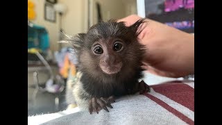 WE GOT A PET MARMOSET MONKEY!