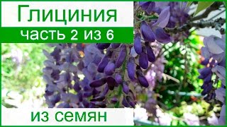 ? Выращивание глицинии из семян – посев семян и уход за саженцами