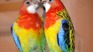 Попугай розелла | Rosella parrot