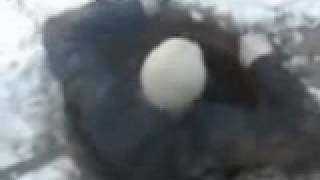 Чистка выгребной ямы 1