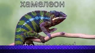 Название животных с переводом на кабардинском языке