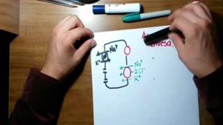 Fisiologia Renal