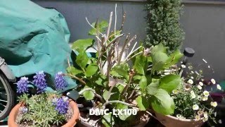 Panasonic Lumix DMC-LX100 vs DMC-TX1(TZ100) 4K