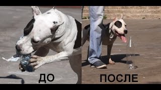 Одержимость пластиковыми бутылками (Телепроект"Искусство общения с собакой")