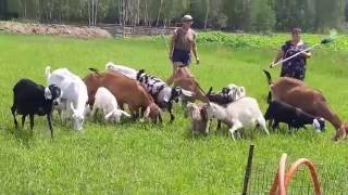 ФХ "Камадхену Англо-нубийские Козы". Козы. 2016 .