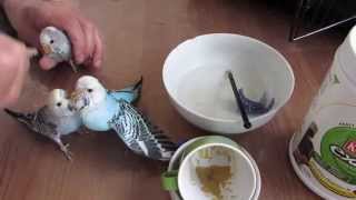 Hand feeding Baby Budgies, hand feeding baby parakeets