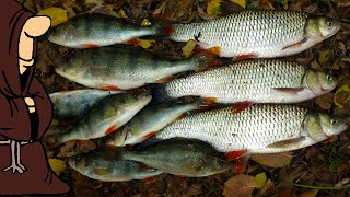 За полчаса откупились по рыбе! Крупный Окунь, Голавли на донки, рыбалка на реке Сок в Сентябре
