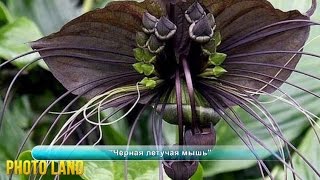 Ну чем не чудо! || PHOTO LAND (самые редкие цветы на земле, самые красивые цветы)