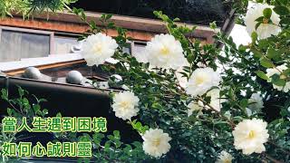 〈心的智慧〉當人生遇到困境，如何心誠則靈？