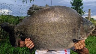 TV LOUCOS 107 - PESCARIA DE PEIXE GRANDE NO PESQUEIRO PARAISO VERDE / TEVE BOIA CEVADEIRA!