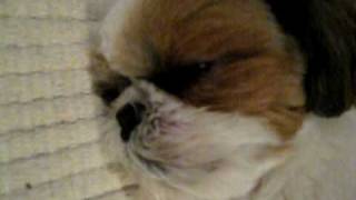 shih tzu talking in the dream; 夢の中で寝言で吠えるシーズー