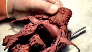 Female Genital System.